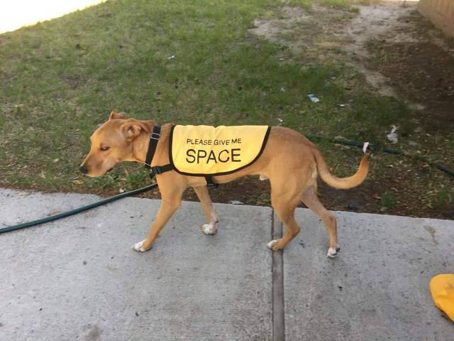 Alternatives to "Do Not Pet" Vests