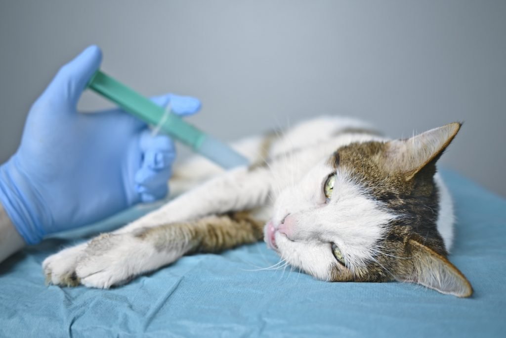 The Euthanasia Process: What to Expect cat