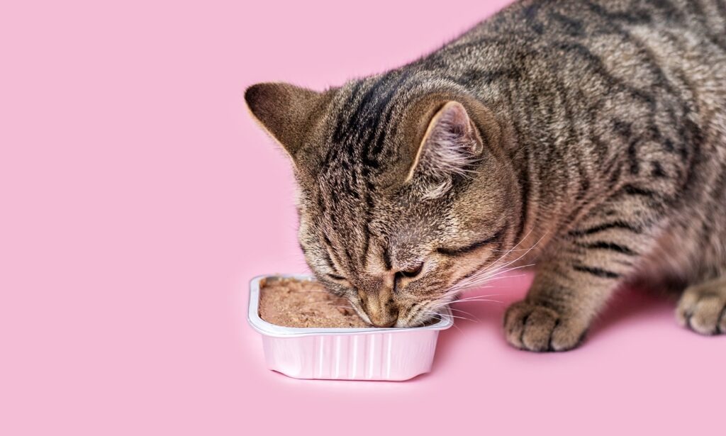 Benefits of Canned Cat Food