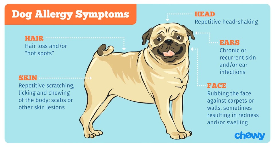 Common Pet Allergy Symptoms