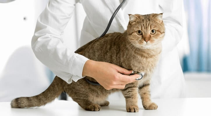 Core and Non-Core Vaccines for House Cats