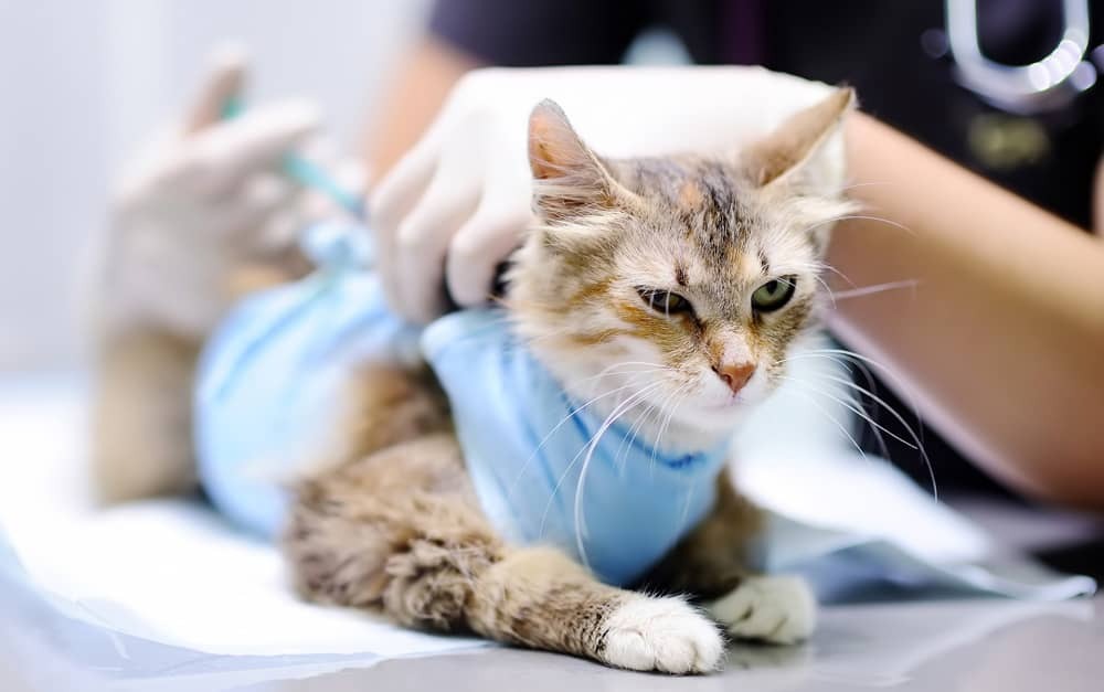 Vaccination and Veterinary Immunology: A Long-Term View of cat
