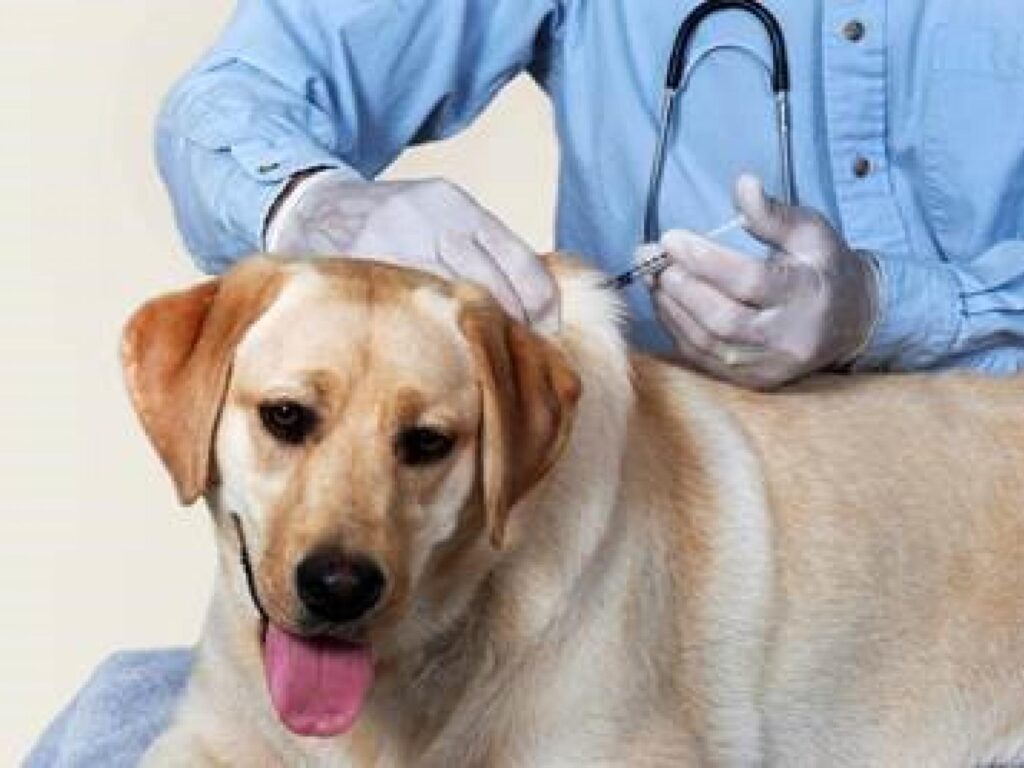 Can Dogs Be Exempted from Rabies Shots?