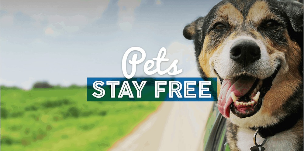 Why Choose Hotels Where Pets Stay Free?