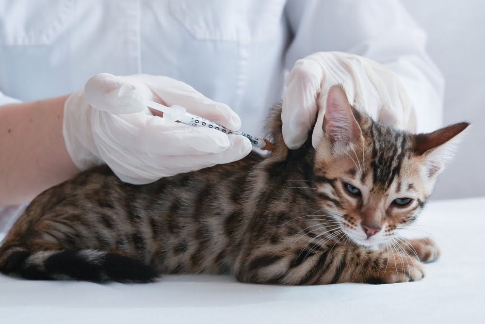 Feline Immunization Guidelines: Understanding the Basics