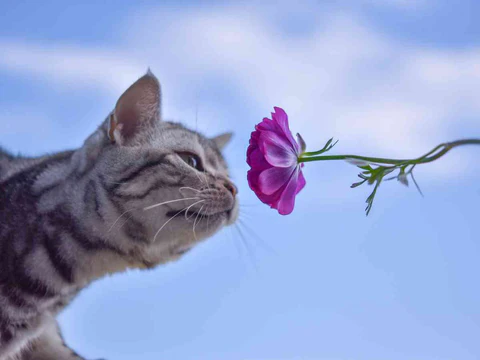 Safe Scent Alternatives for Cat Owners