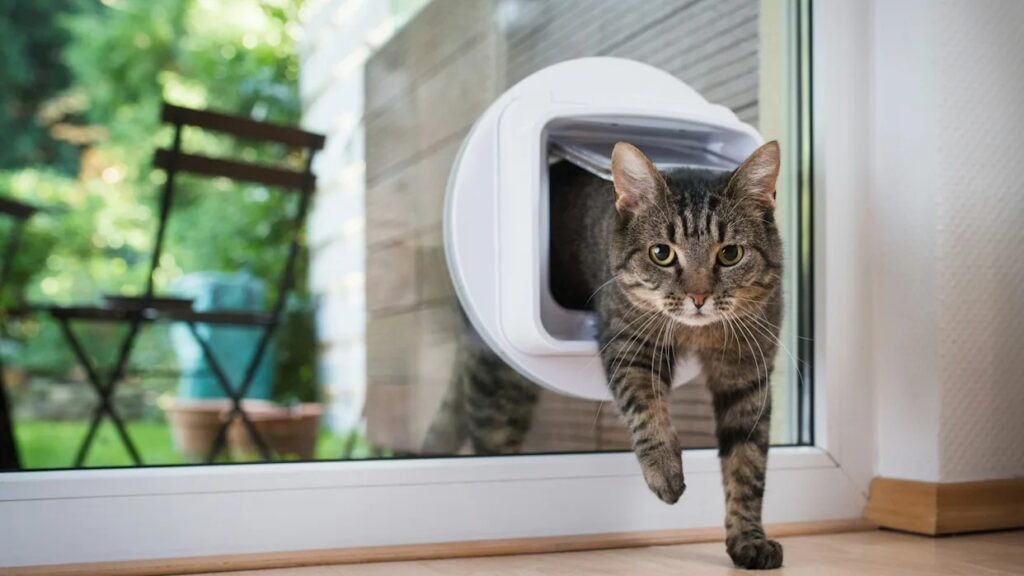 Top Alternatives to Pet Doors