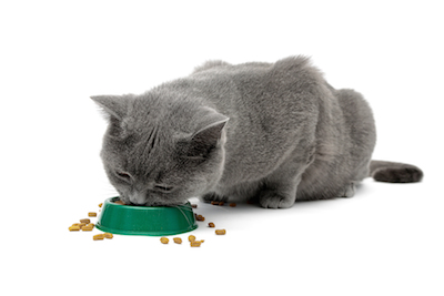 Understanding Cat Nutrition and Low Carb Diets