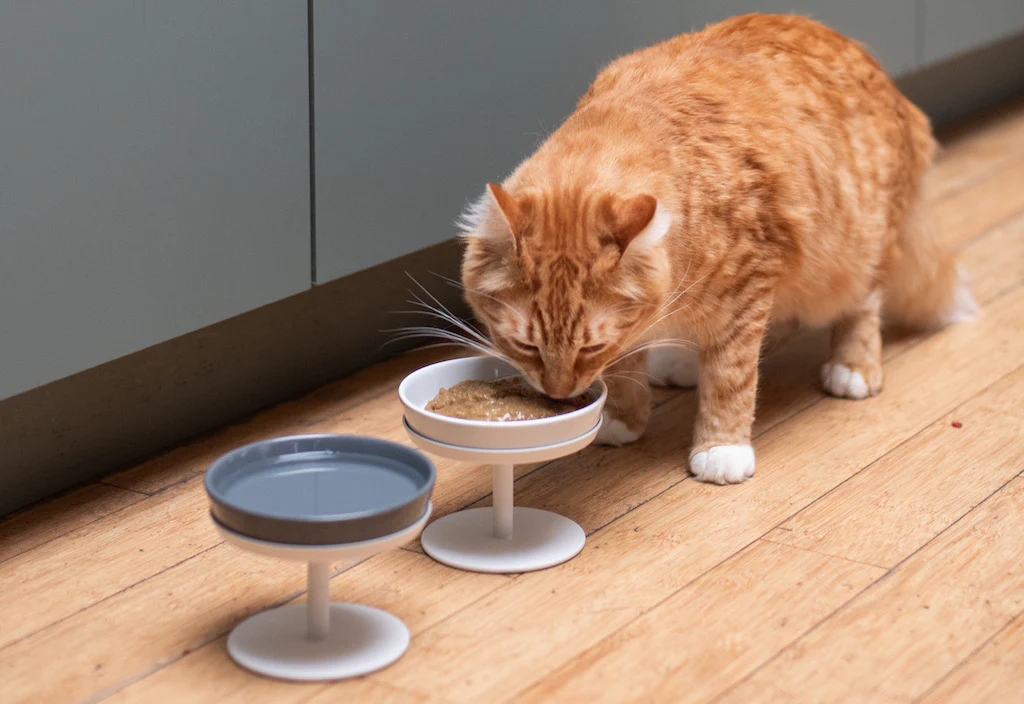 What Is Low Carbohydrate Cat Food?