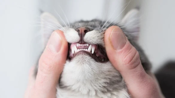 Home Remedies for Cat Tooth Pain (Awareness Only)