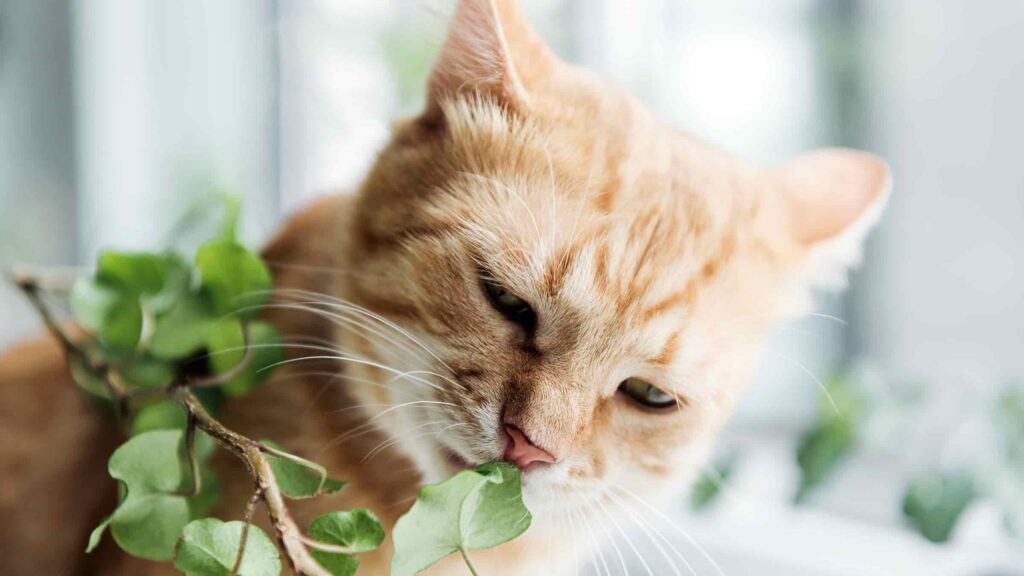 Signs of Scent Toxicity in Cats