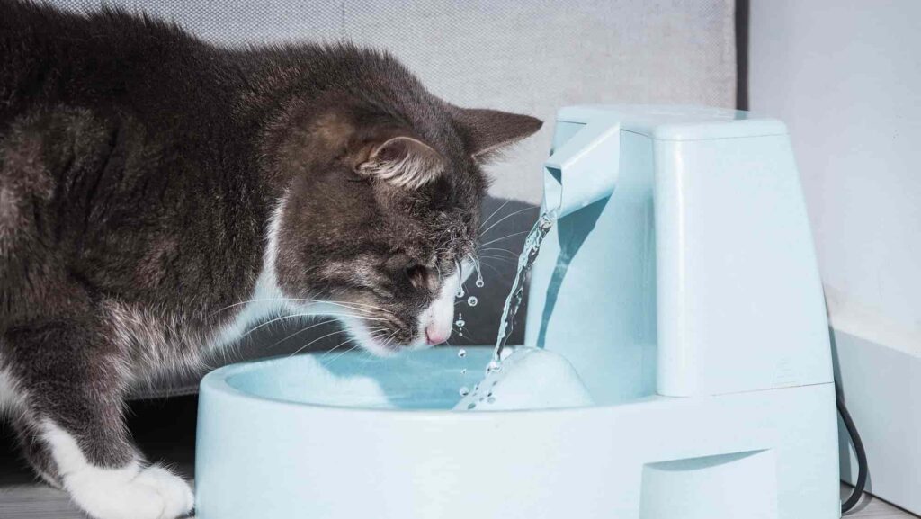 Home Remedies for Dehydrated Cats