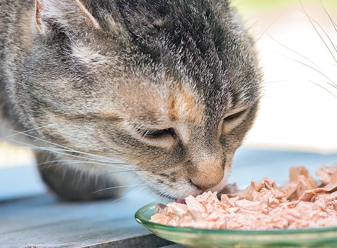 Best Use Cases for Low-Carb Cat Food