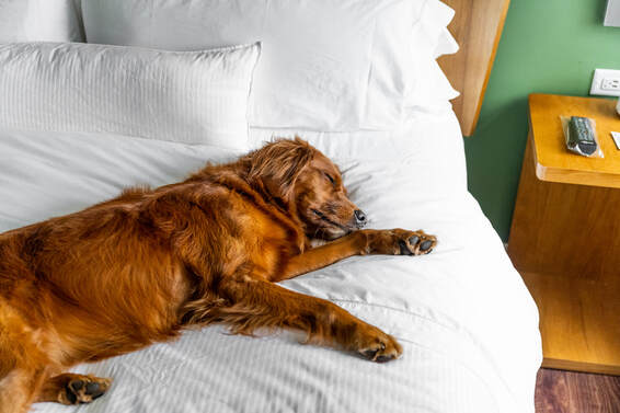 Benefits of Choosing Free Pet Stay Hotels