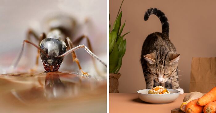 Is It Safe for Cats to Eat Food with Ants?