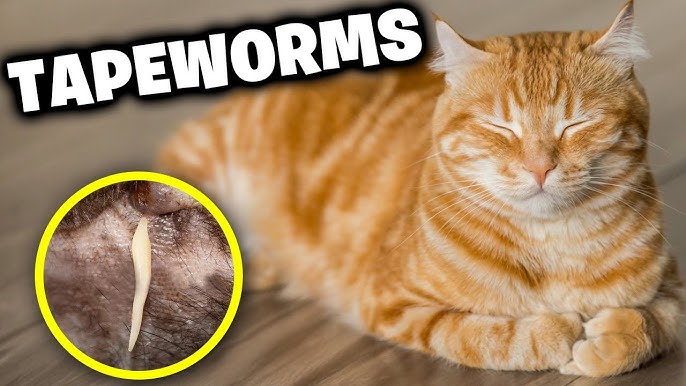 Treatment for Worms in Cats