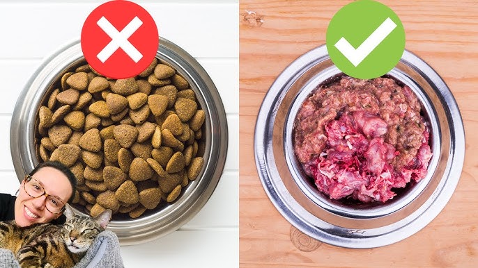 What to Look for in Canned Cat Food for Diabetic Cats?