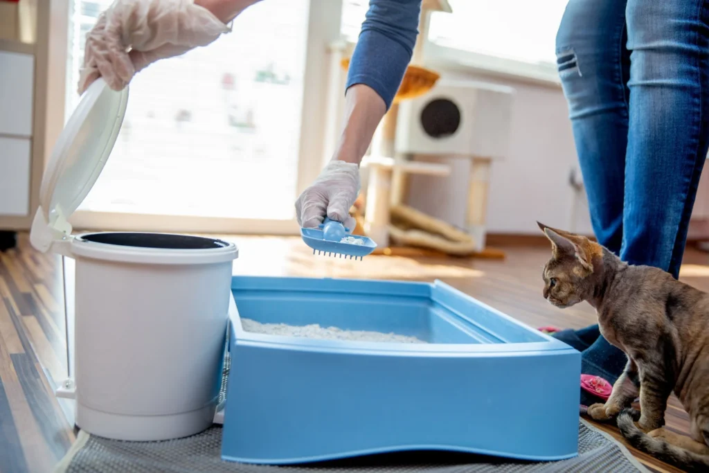 Scoop the Litter Box Daily (Or More)