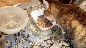 How to Protect Pet Food from Ants Outdoors?