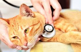 When to Seek Veterinary Care for Cats