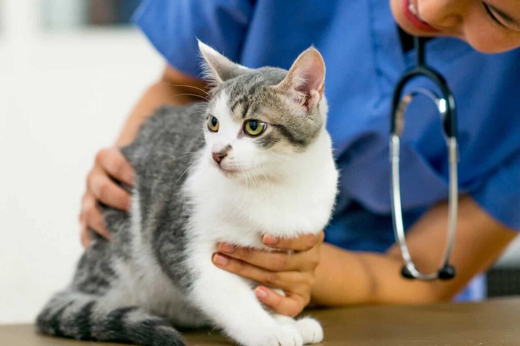 When to Seek Veterinary Care for Cat Breathing Problems
