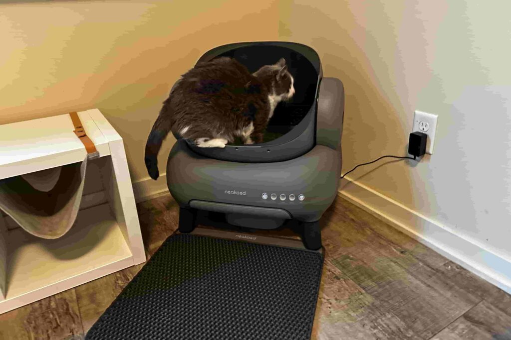 Consider Covered or Self-Cleaning Litter Boxes