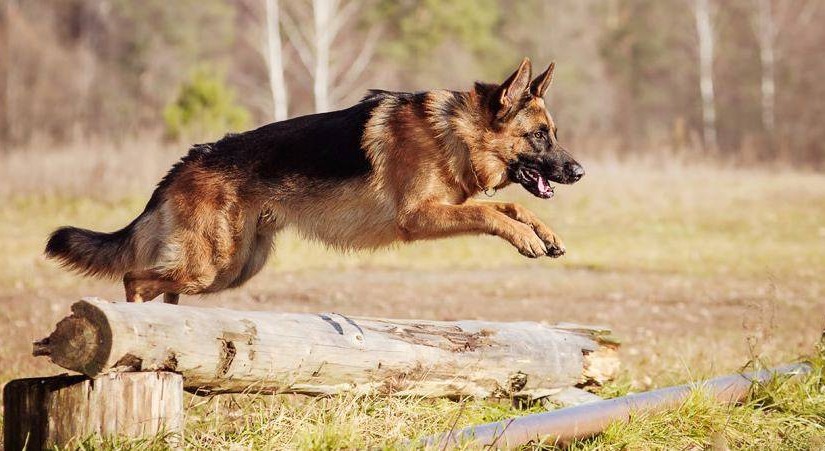 black and tan sable german shepherd Exercise and Activity Needs