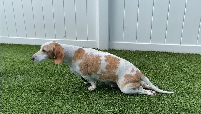 How to Prevent IVDD Recurrence in Dogs?