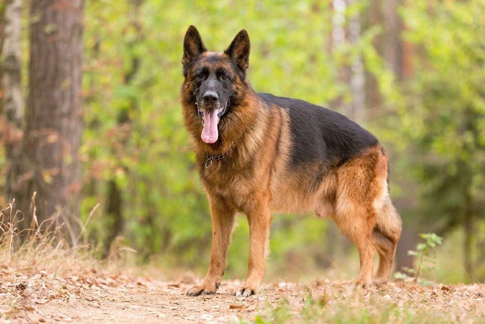 How Big bond Can German Shepherds Get?