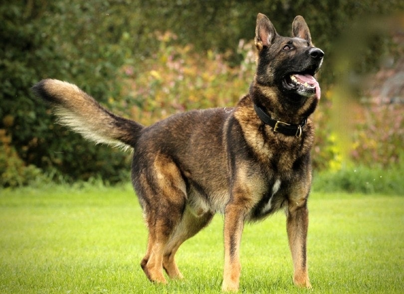 Key Traits of the American Working Line GSD