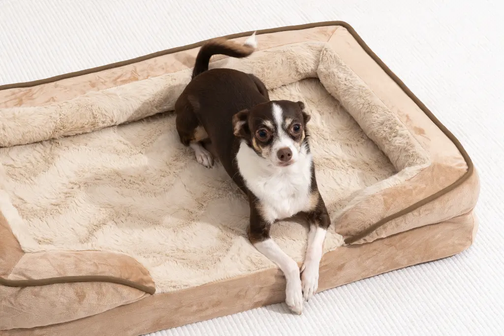 Top 7 Best Dog Beds for Cane Corso in 2025