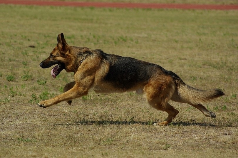 Exercise Needs for Large German Shepherds