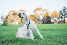 Common Dog Breeds Prone to Grass Allergies