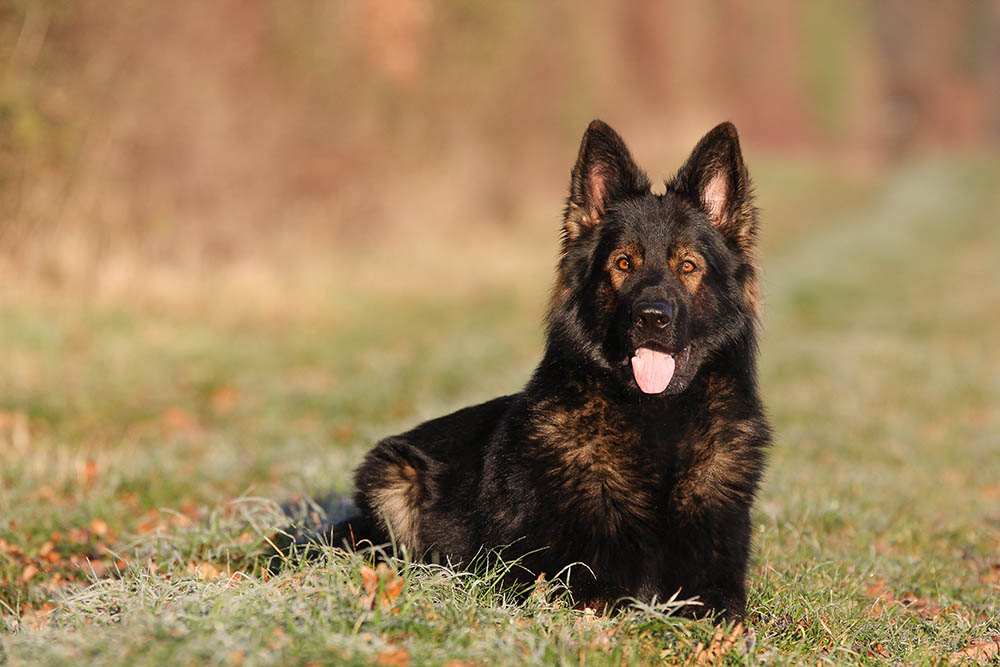 History and Origin Black and Tan Sable German Shepherd