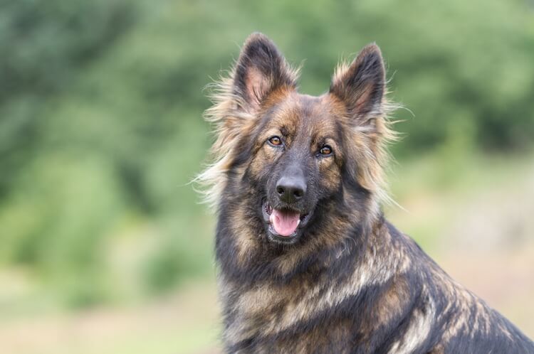 Cost and Ownership Considerations Black and Tan Sable German Shepherd