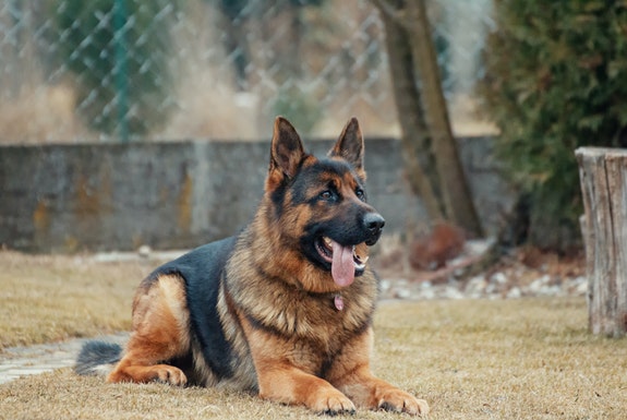 Why German Shepherds Are the Ideal Service Dogs for Veterans?