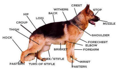 physical appearance of german shepherd