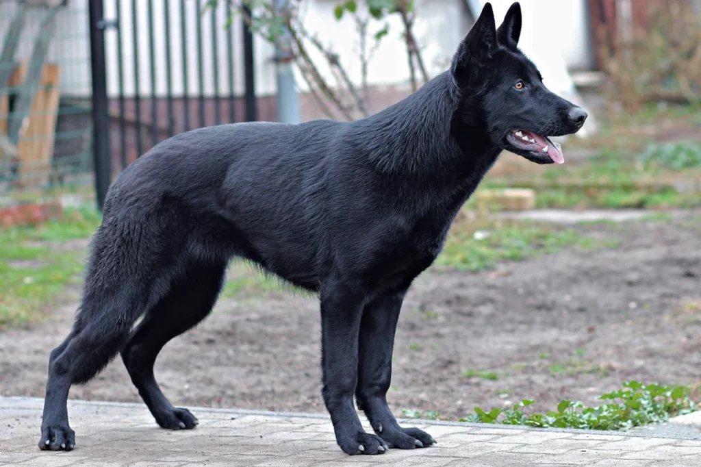 Health and Lifespan of Black German Shepherd