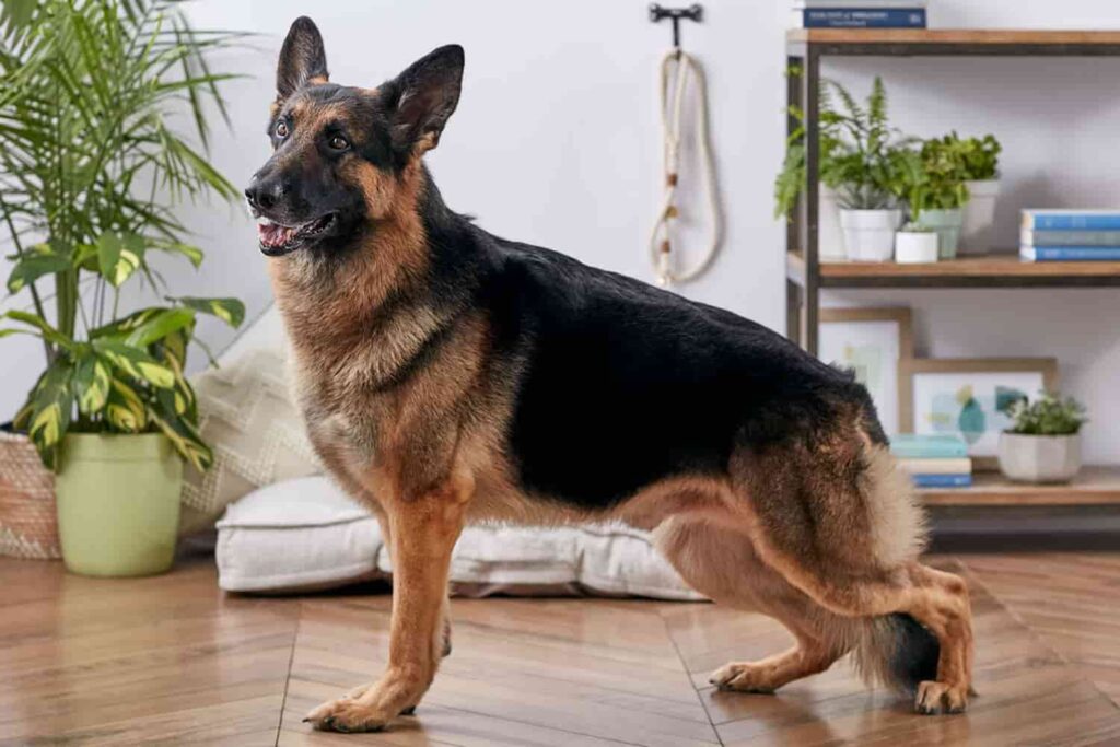 Key Features of German Shepherd Friendly Apartments