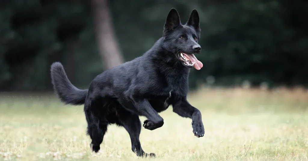 Physical Appearance of Black German Shepherd