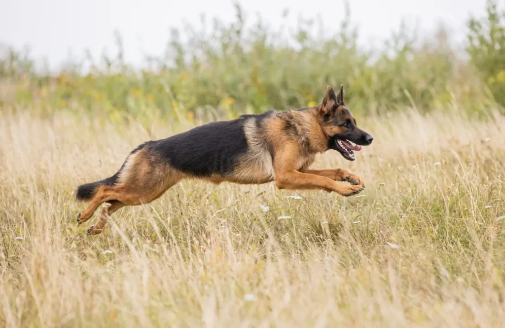Health and Lifespan: of german shepherd