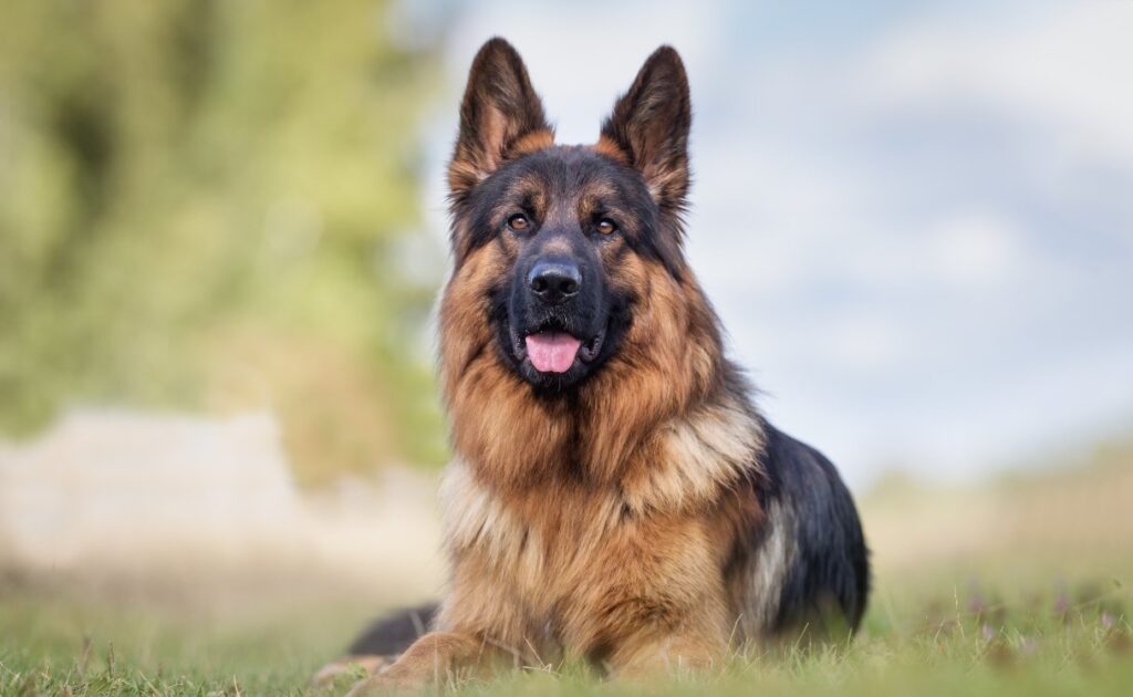 Factors Influencing German Shepherd Stud Fees
