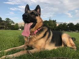 How to Find German Shepherd Friendly Apartments?