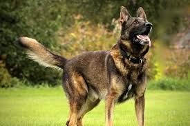Negotiating German Shepherd Stud Fees