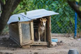 Common Mistakes When Choosing a Dog House