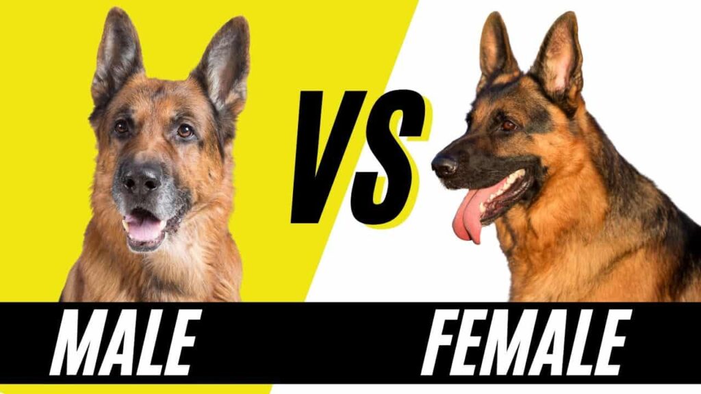 Temperament Differences of Female and Male German Shepherd