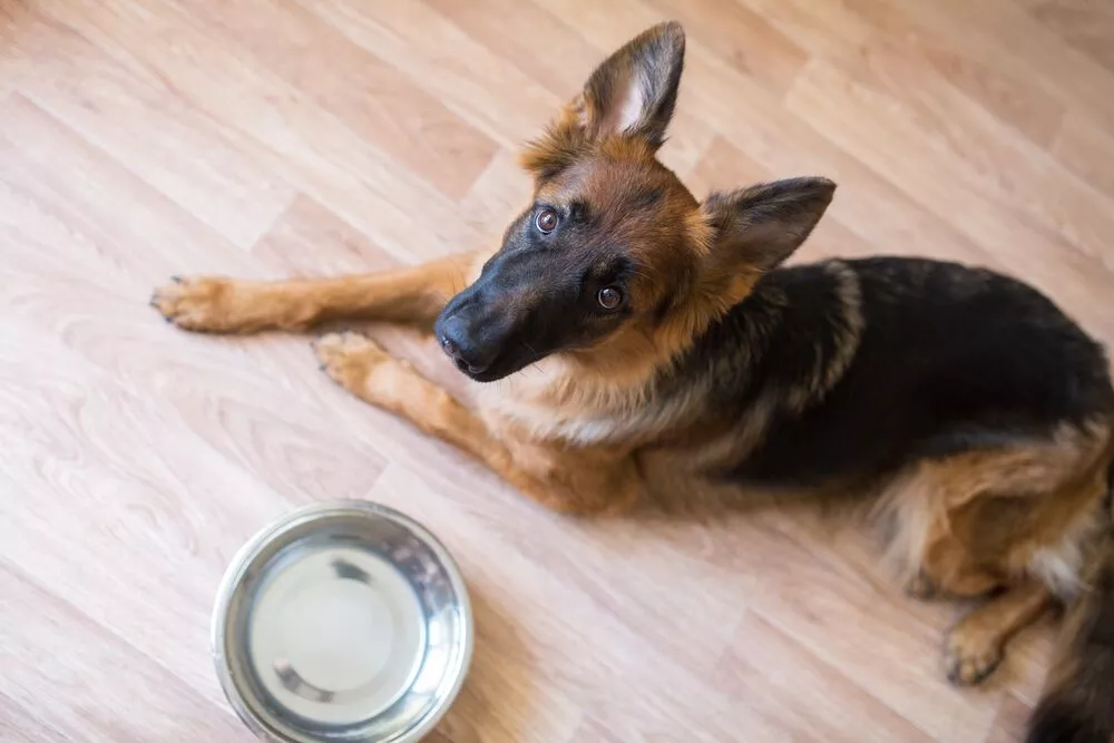 Signs Your German Shepherd Is Eating Too Few or Too Many Calories