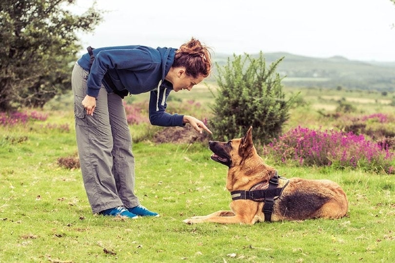 Training and Social Considerations of German Shepherd