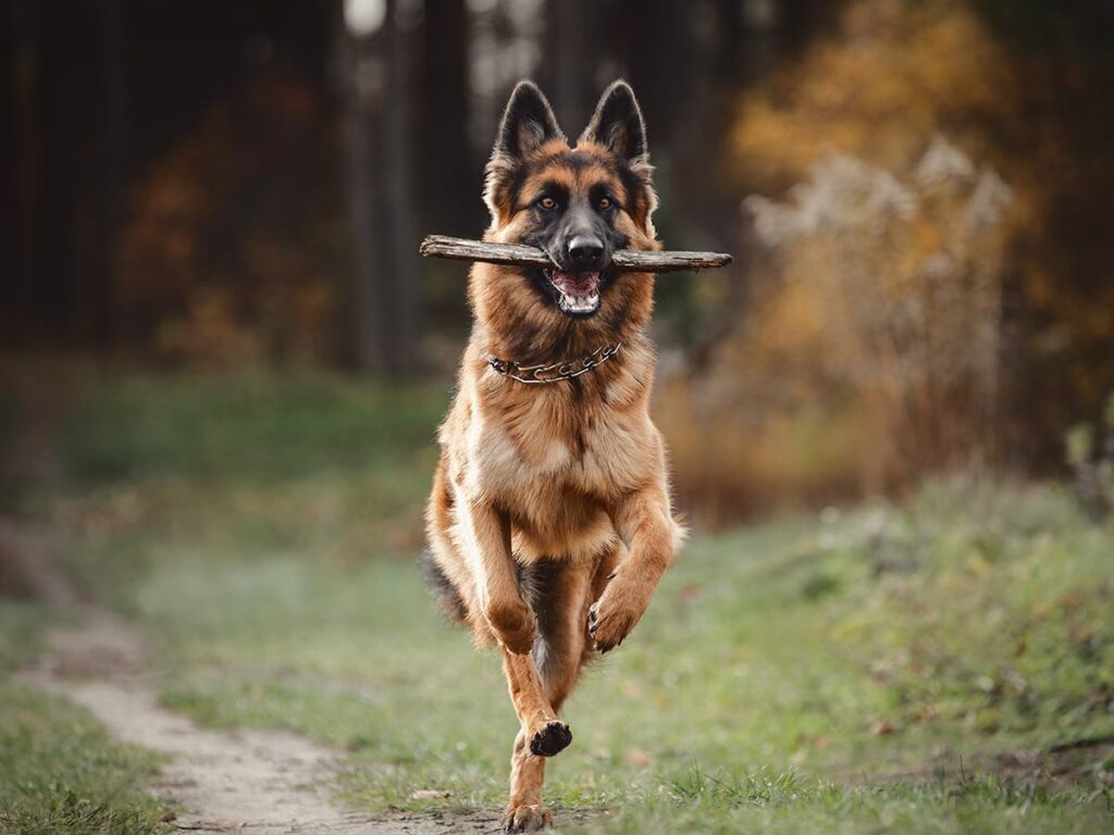 Common Health Issues in German Shepherds