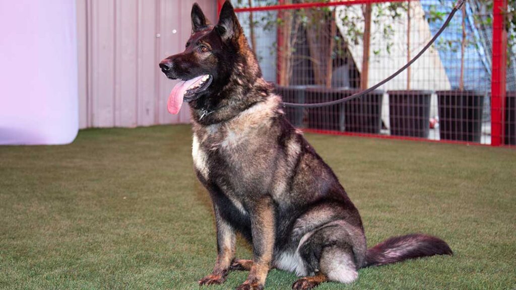 The Role of the Sable Coat in Czech Bloodlines